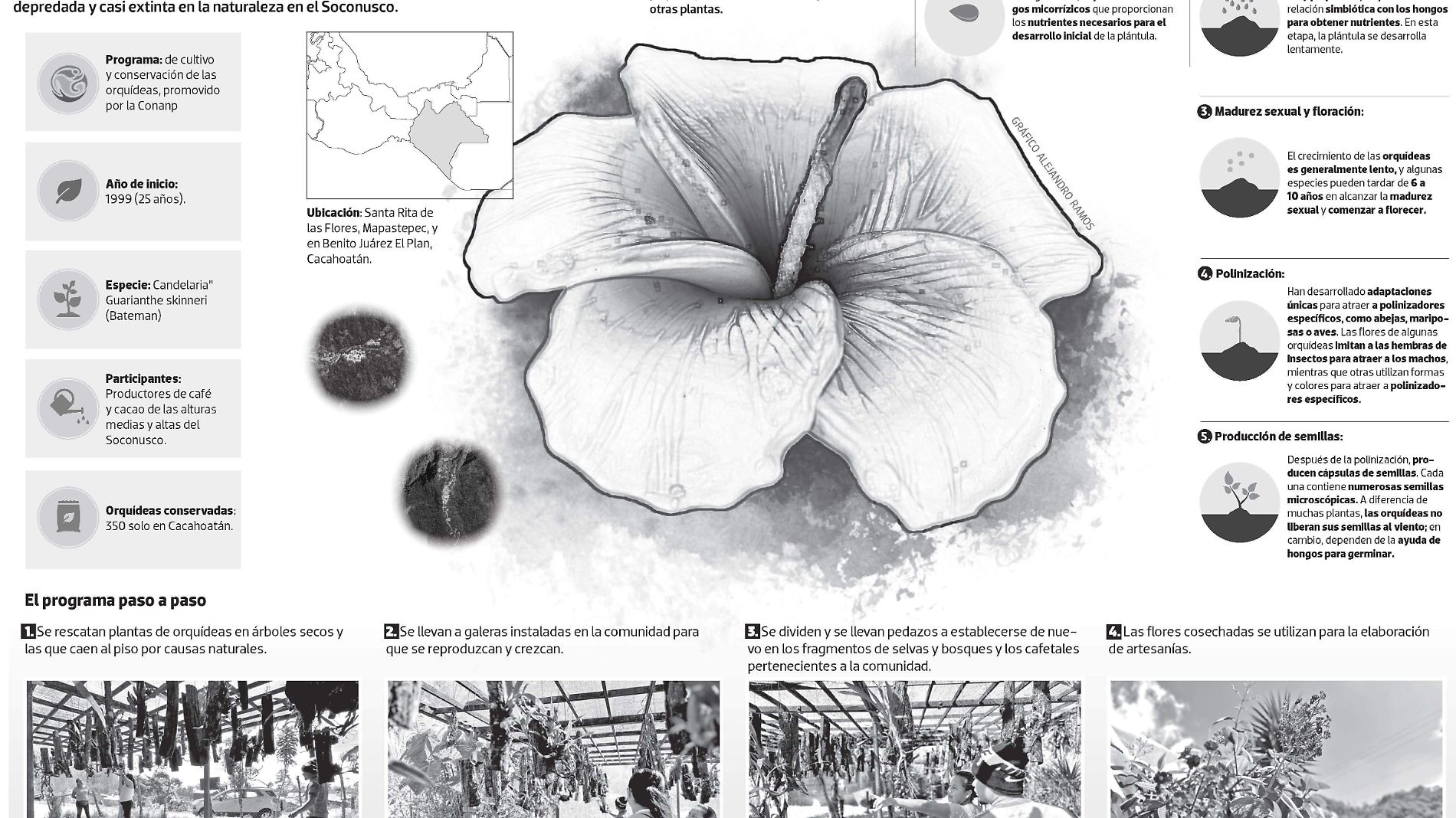 orquideas (2)